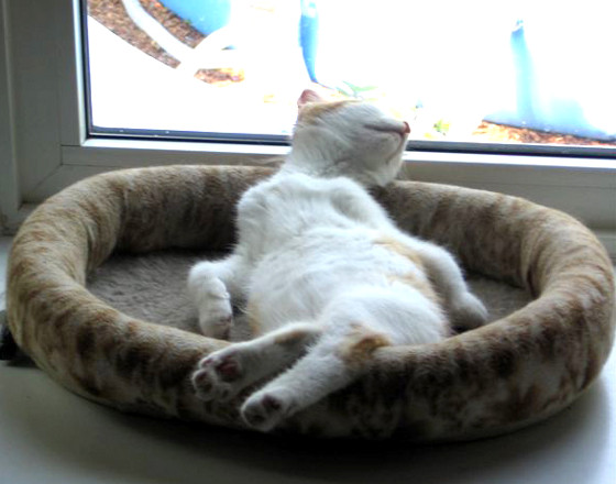 schlafkatze03